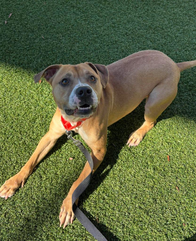 Enlarge Angus (aka Marion), a Adoptable mixed breed in Hartsville, SC image 5/6