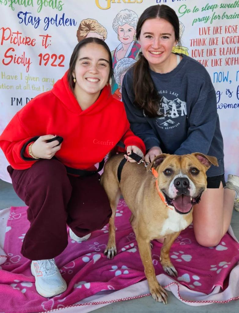 Enlarge Angus (aka Marion), a Adoptable mixed breed in Hartsville, SC image 6/6