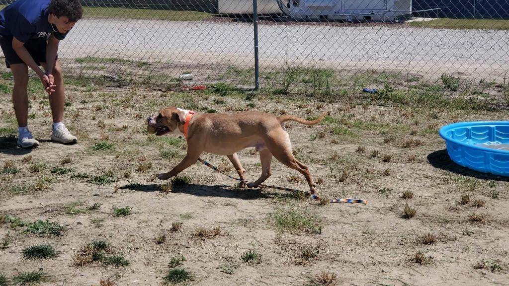Enlarge Angus (aka Marion), a Adoptable mixed breed in Hartsville, SC image 5/6
