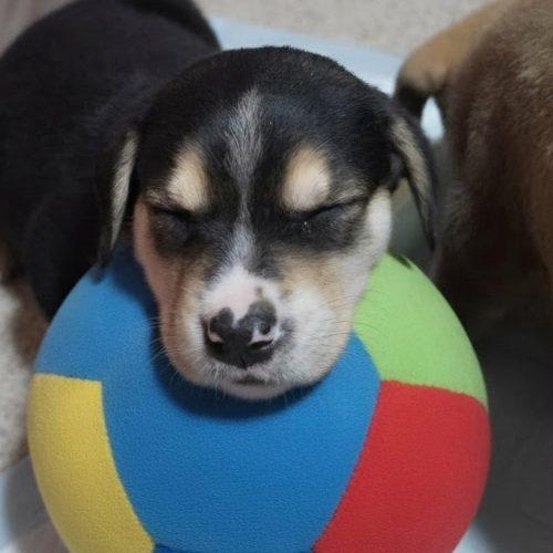 Enlarge Nutmeg, a Adoptable mixed breed in Sanford, NC image 1/4