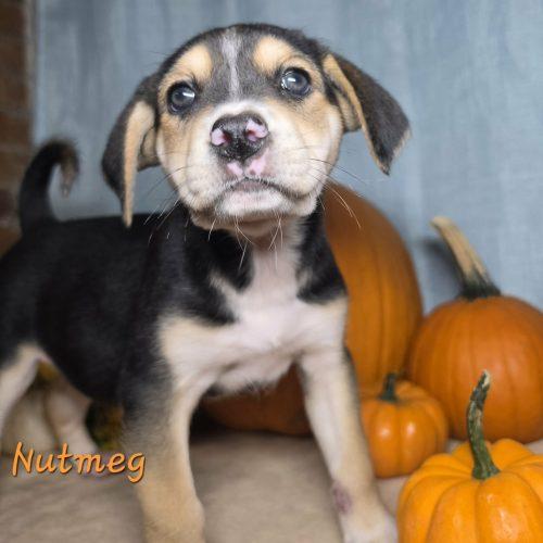 Enlarge Nutmeg, a Adoptable mixed breed in Sanford, NC image 2/4