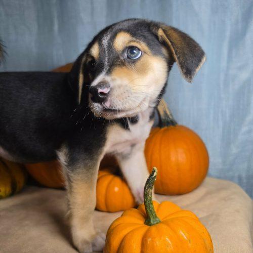 Enlarge Nutmeg, a Adoptable mixed breed in Sanford, NC image 3/4