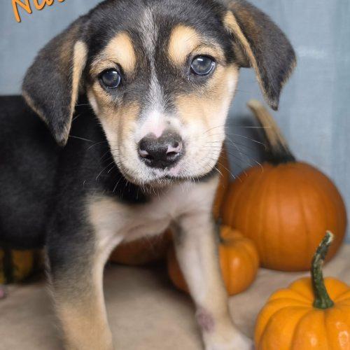 Enlarge Nutmeg, a Adoptable mixed breed in Sanford, NC image 4/4
