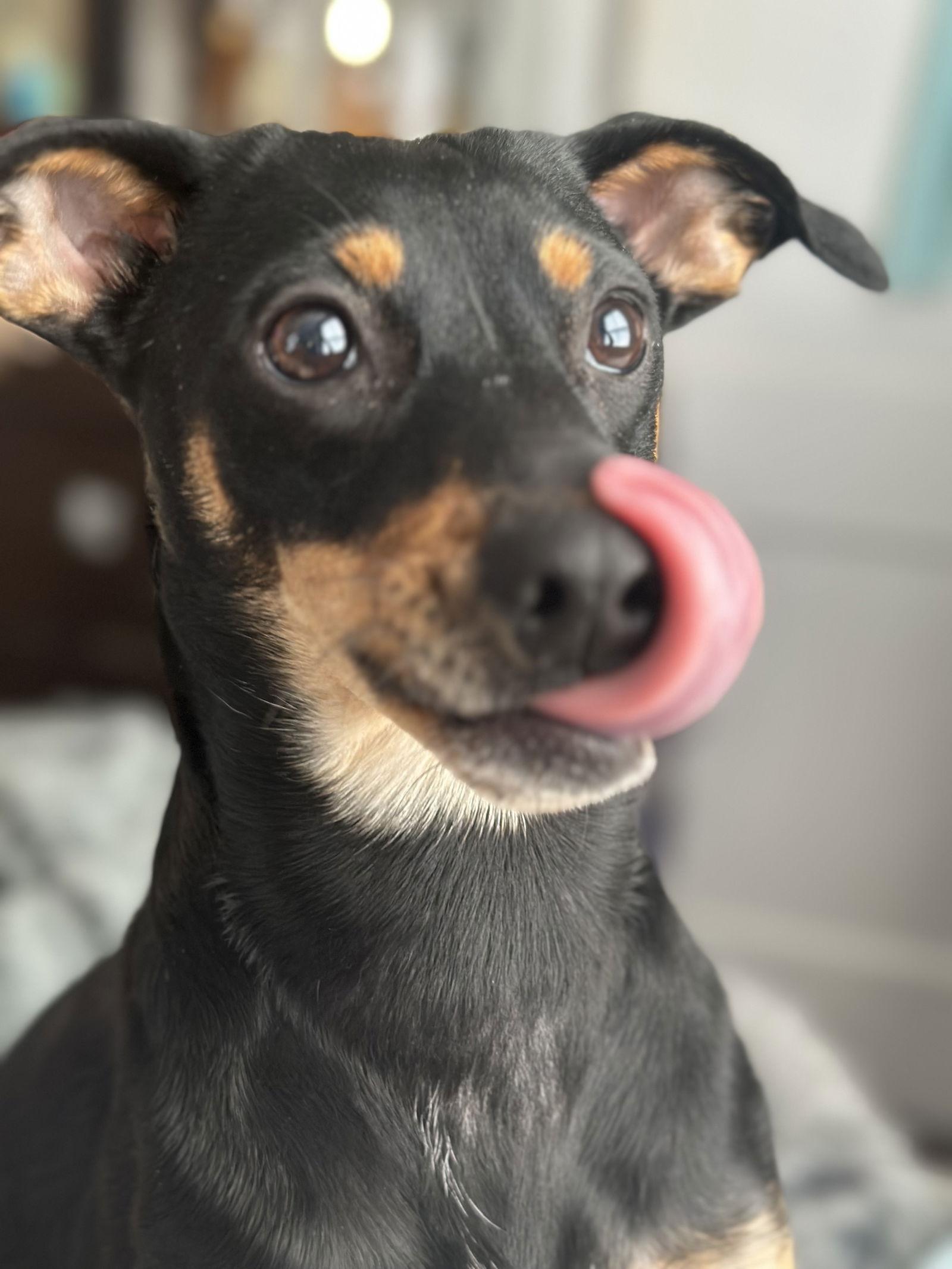 Enlarge Millie, a Adoptable German Pinscher in Forest, VA image 2/3