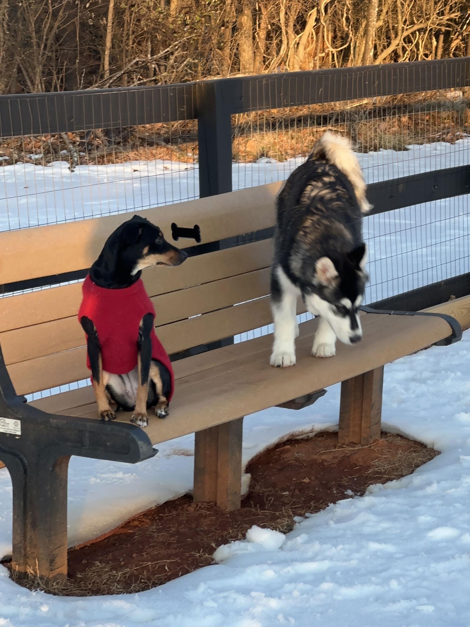 Enlarge Millie, a Adoptable German Pinscher in Forest, VA image 3/3