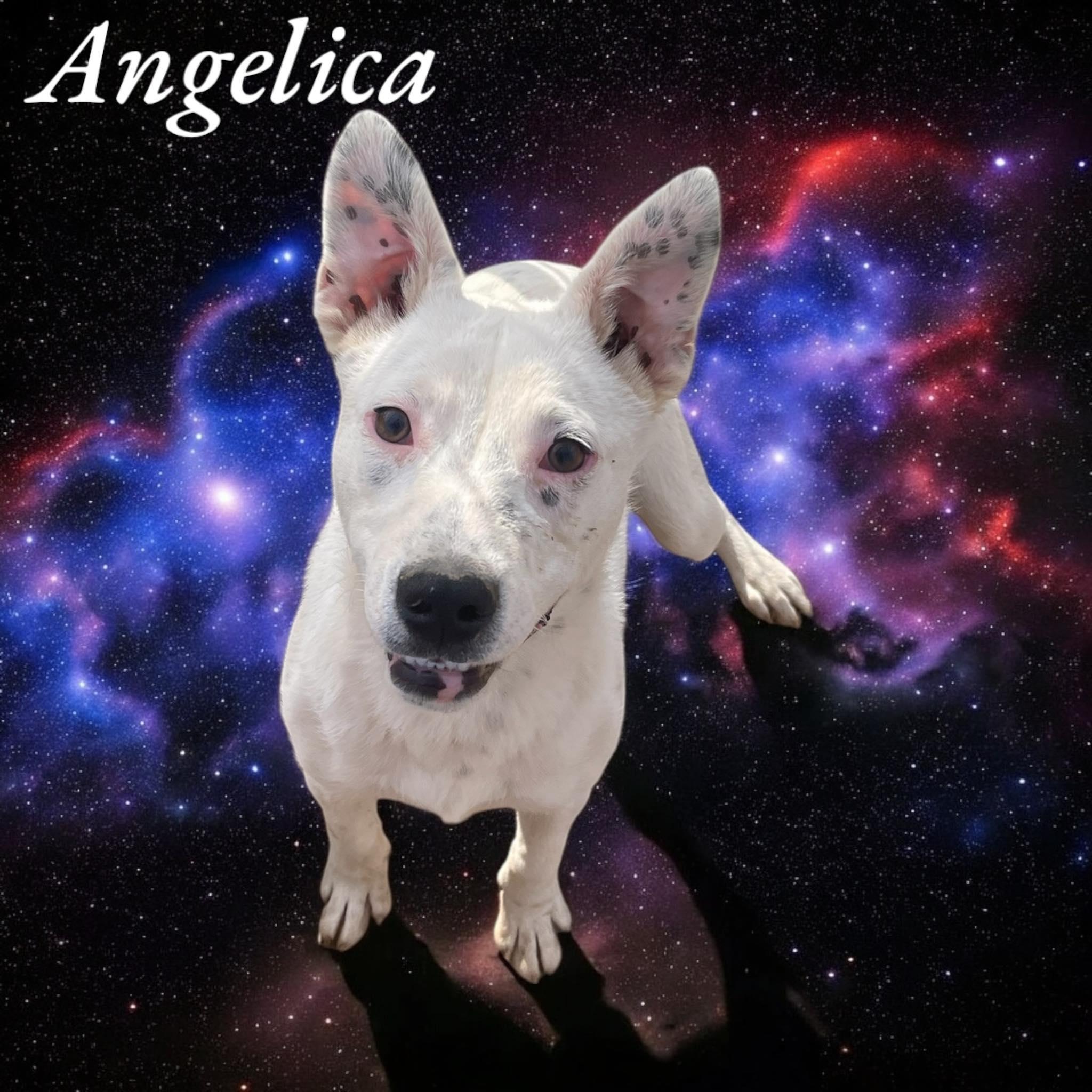 Angelica - CT, Young Female Australian Cattle Dog / Blue Heeler