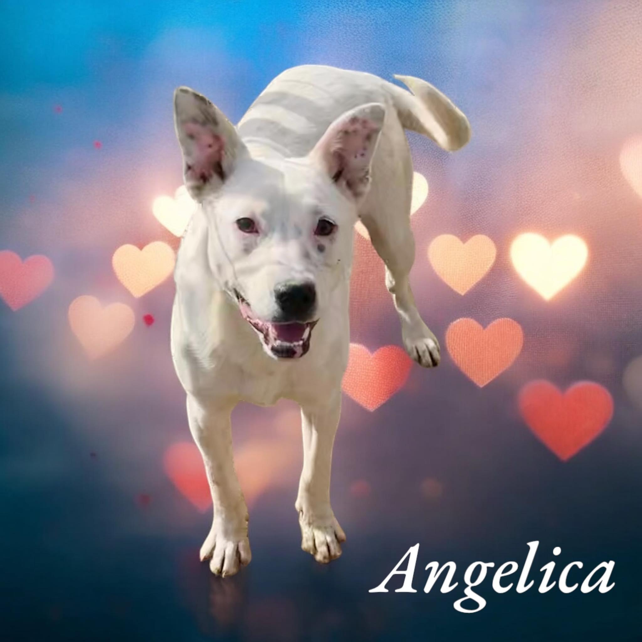 Angelica - CT photo 2