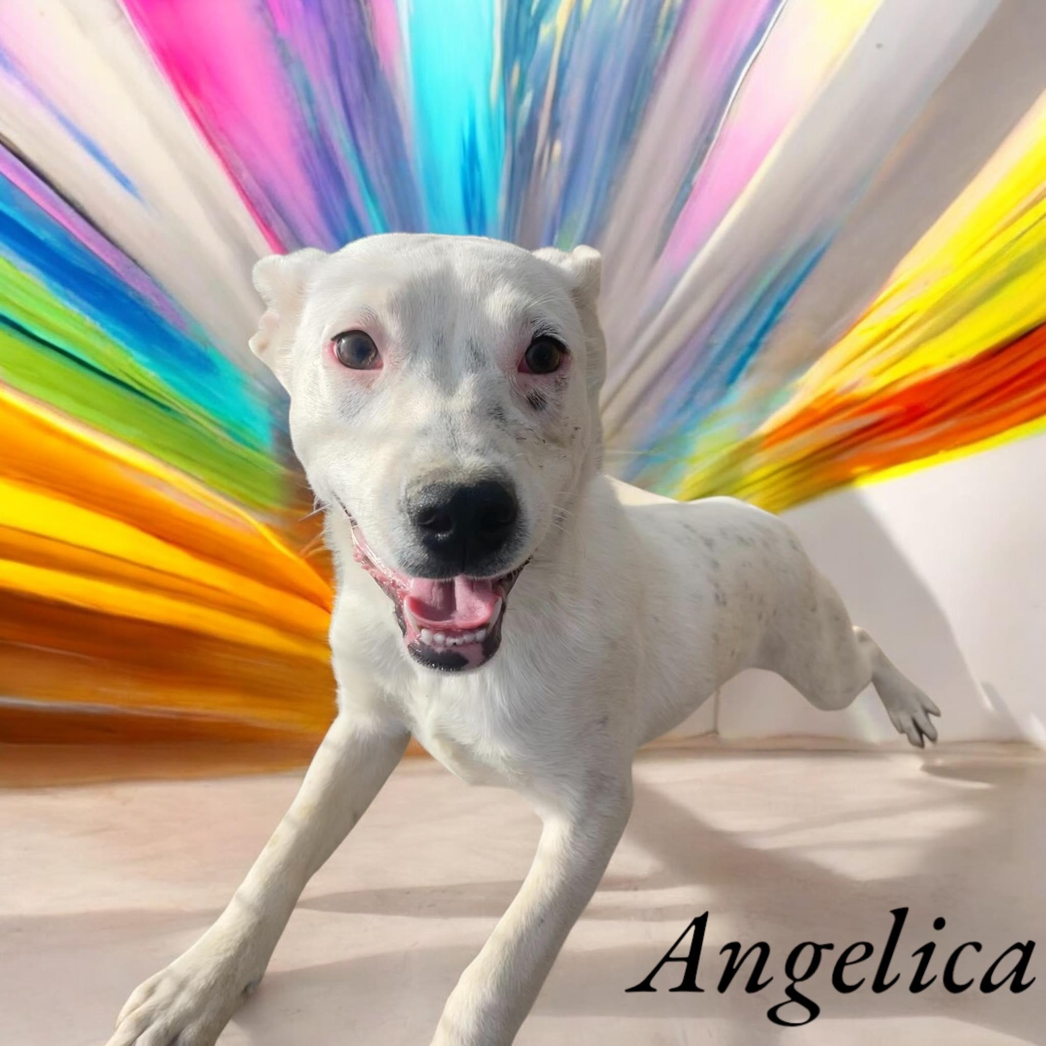 Angelica - CT photo 4