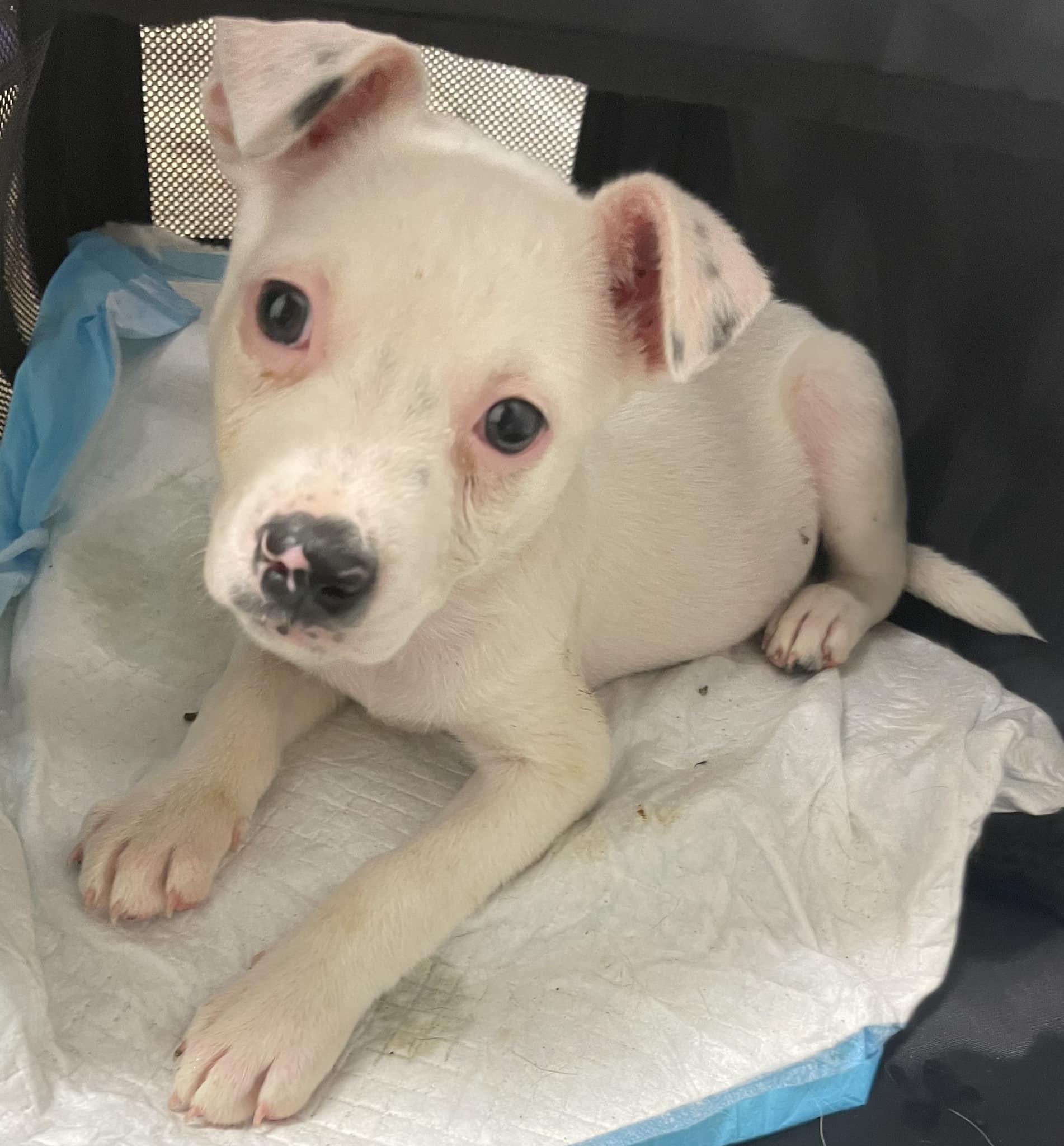 Enlarge Angelica - CT, a Adoptable mixed breed in Milford, CT image 5/5