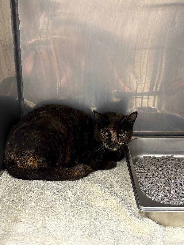 Olivia (Sponsored Adoption), Adoptable, Adult Female Domestic Short Hair.