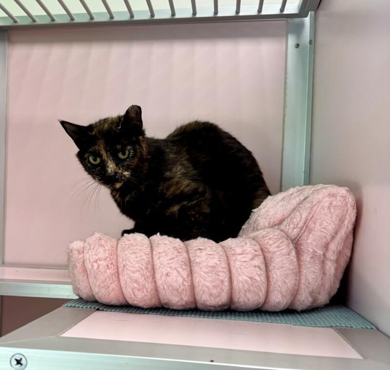 Olivia (Sponsored Adoption), a Adoptable Domestic Short Hair in Providence Forge, VA image 2/2