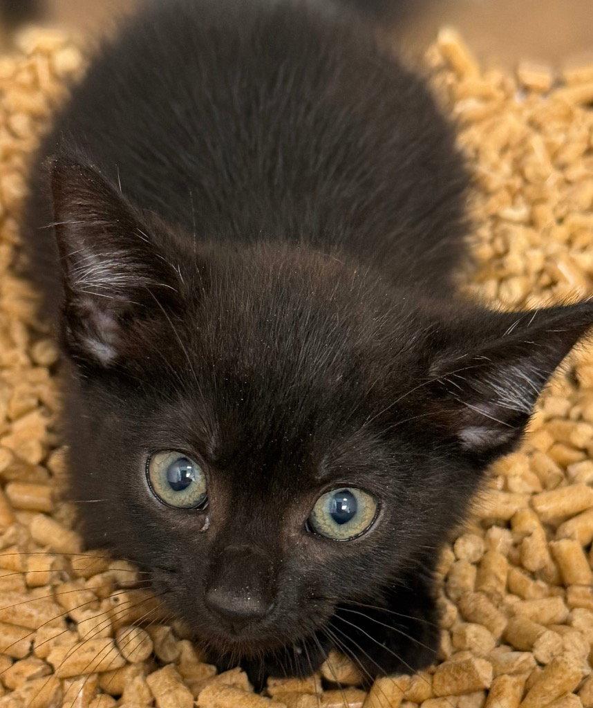 26-261 Steve, Adoptable, Kitten Male Domestic Short Hair.