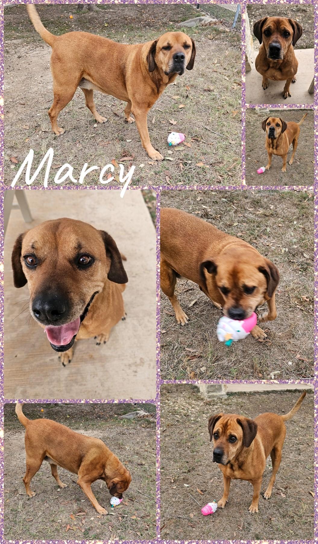 Enlarge Marcy, a ADOPTABLE mixed breed in Universal City, TX image 1/1
