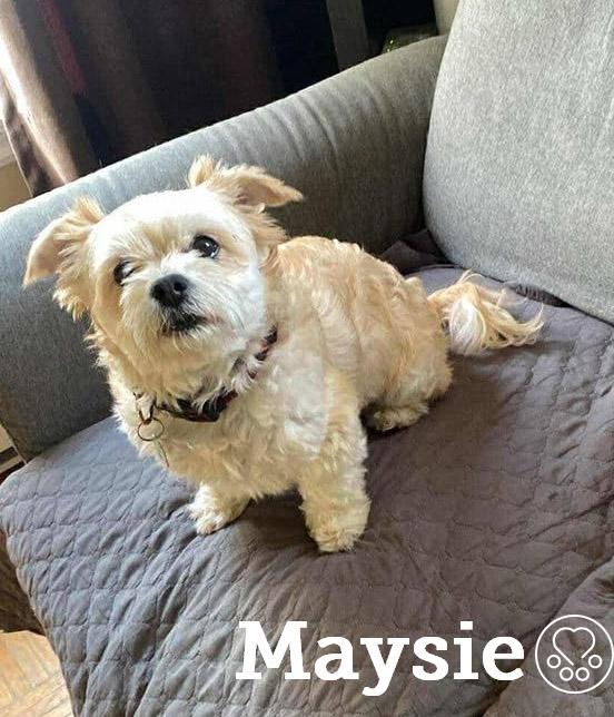 Maysie, an adoptable Morkie in Anjou, QC, H1K 1N6 | Photo Image 1