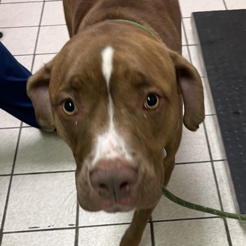 Duke, Adoptable, Adult Male Mixed Breed.