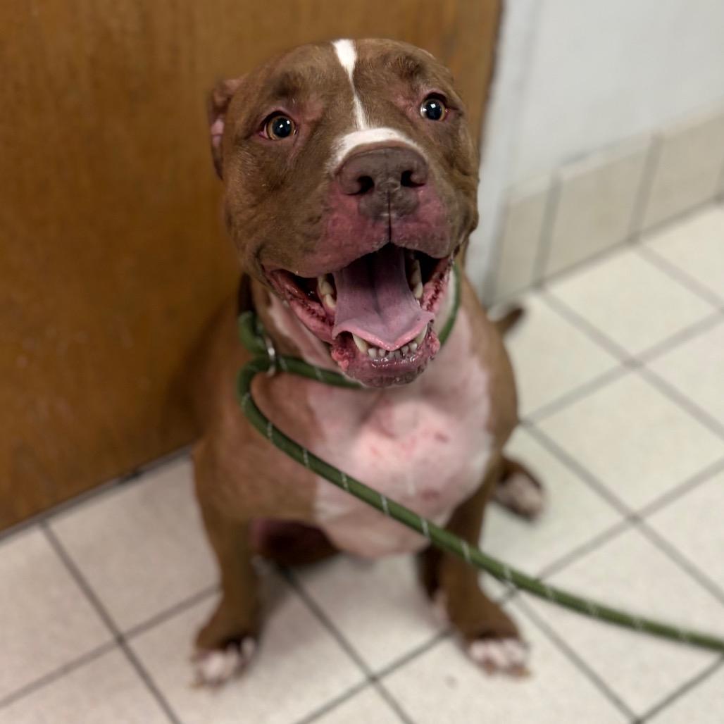 Enlarge Duke, a Adoptable Mixed Breed in Charleston, WV image 2/3