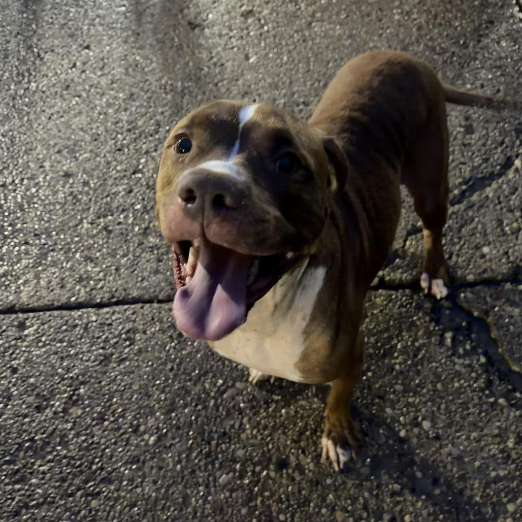 Enlarge Duke, a Adoptable Mixed Breed in Charleston, WV image 3/3