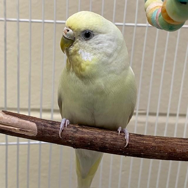 BANANA, Adoptable, Adult Male Budgie / Budgerigar.