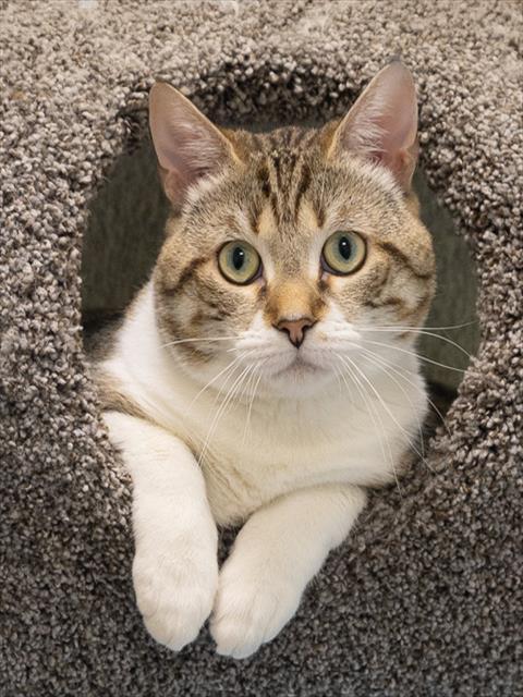 Enlarge OTTO, a Adoptable Domestic Short Hair in Leesburg, VA image 1/1