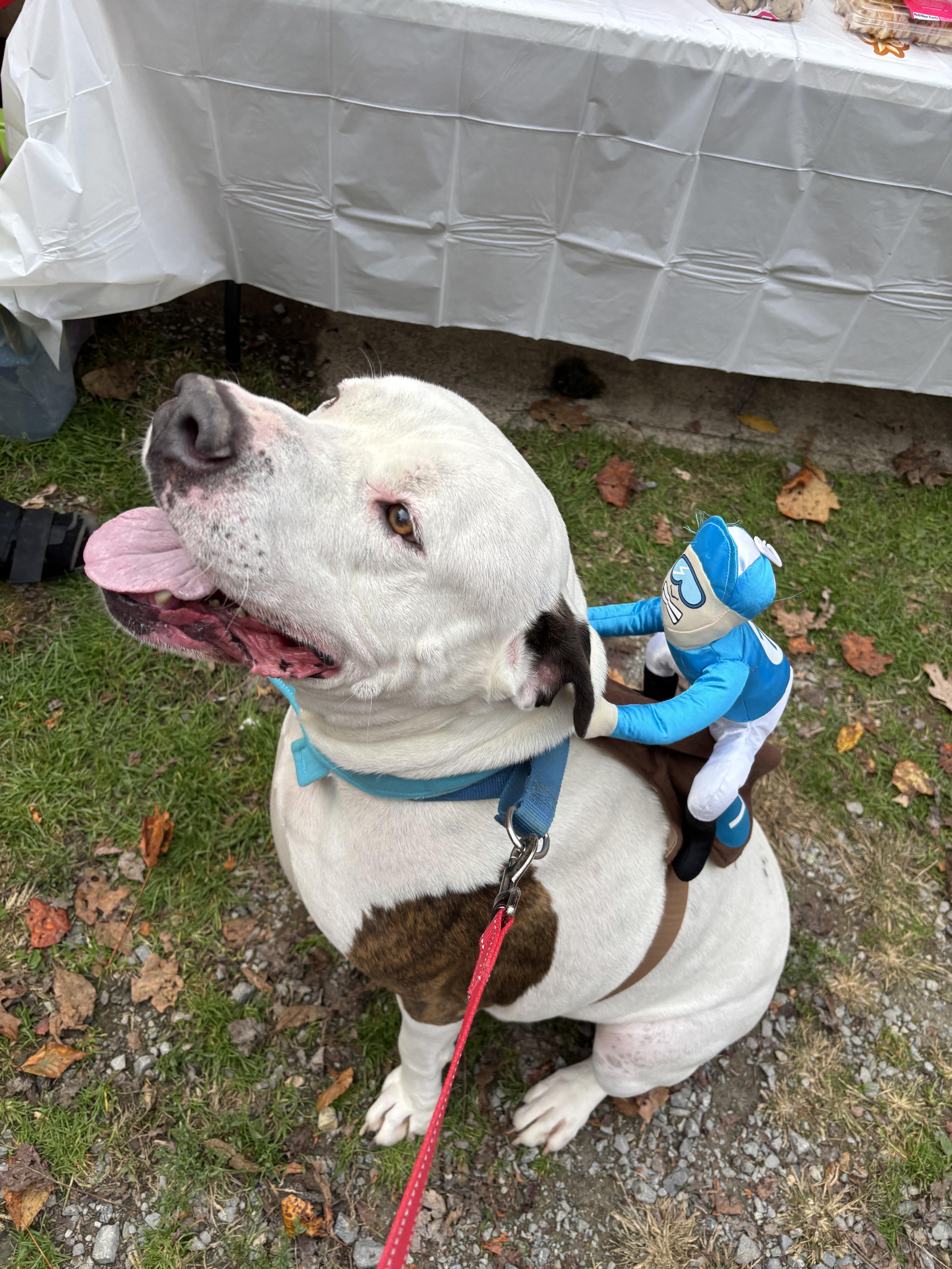 Spud, a Adoptable mixed breed in Grafton, WV image 1/6