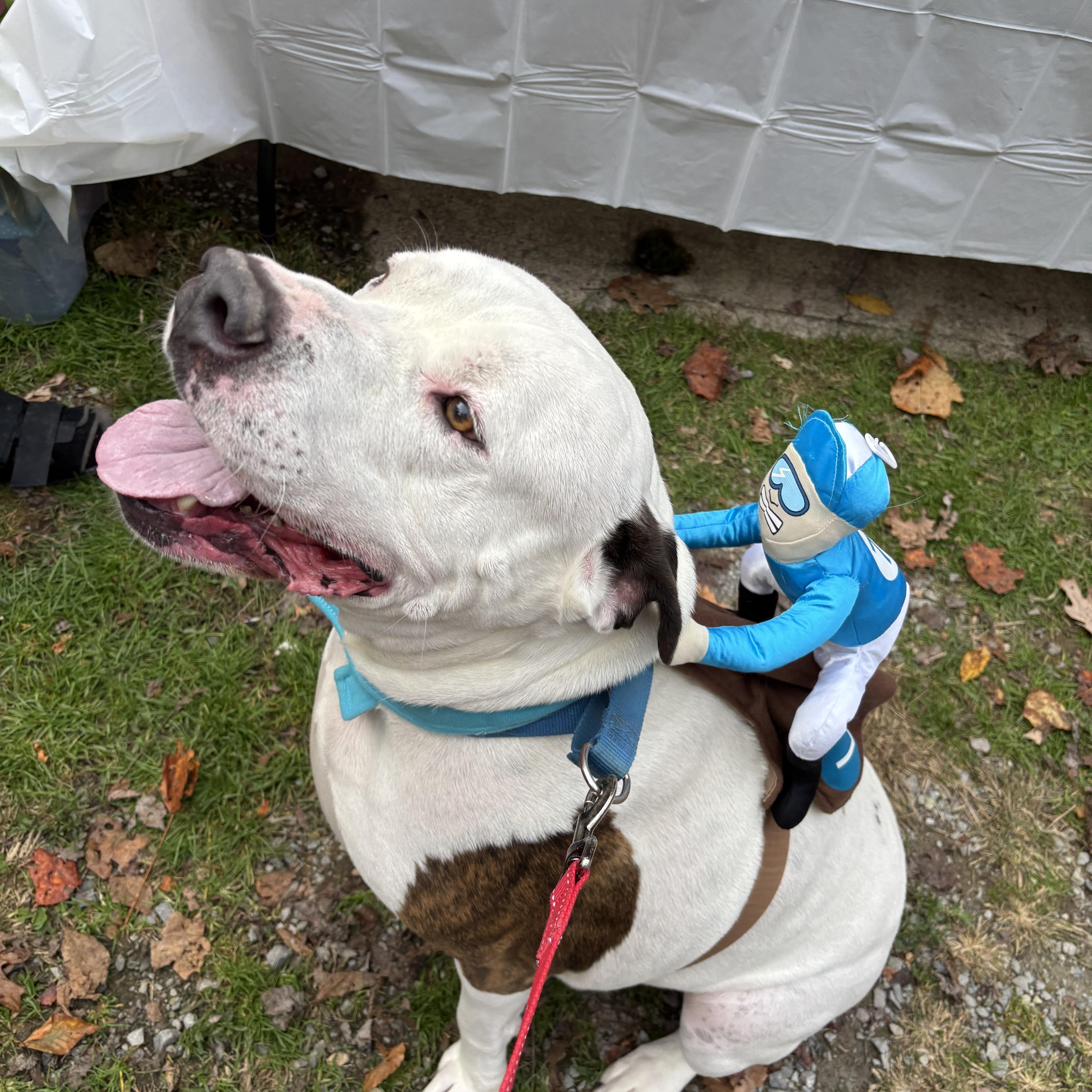 Enlarge Spud, a Adoptable mixed breed in Grafton, WV image 2/6