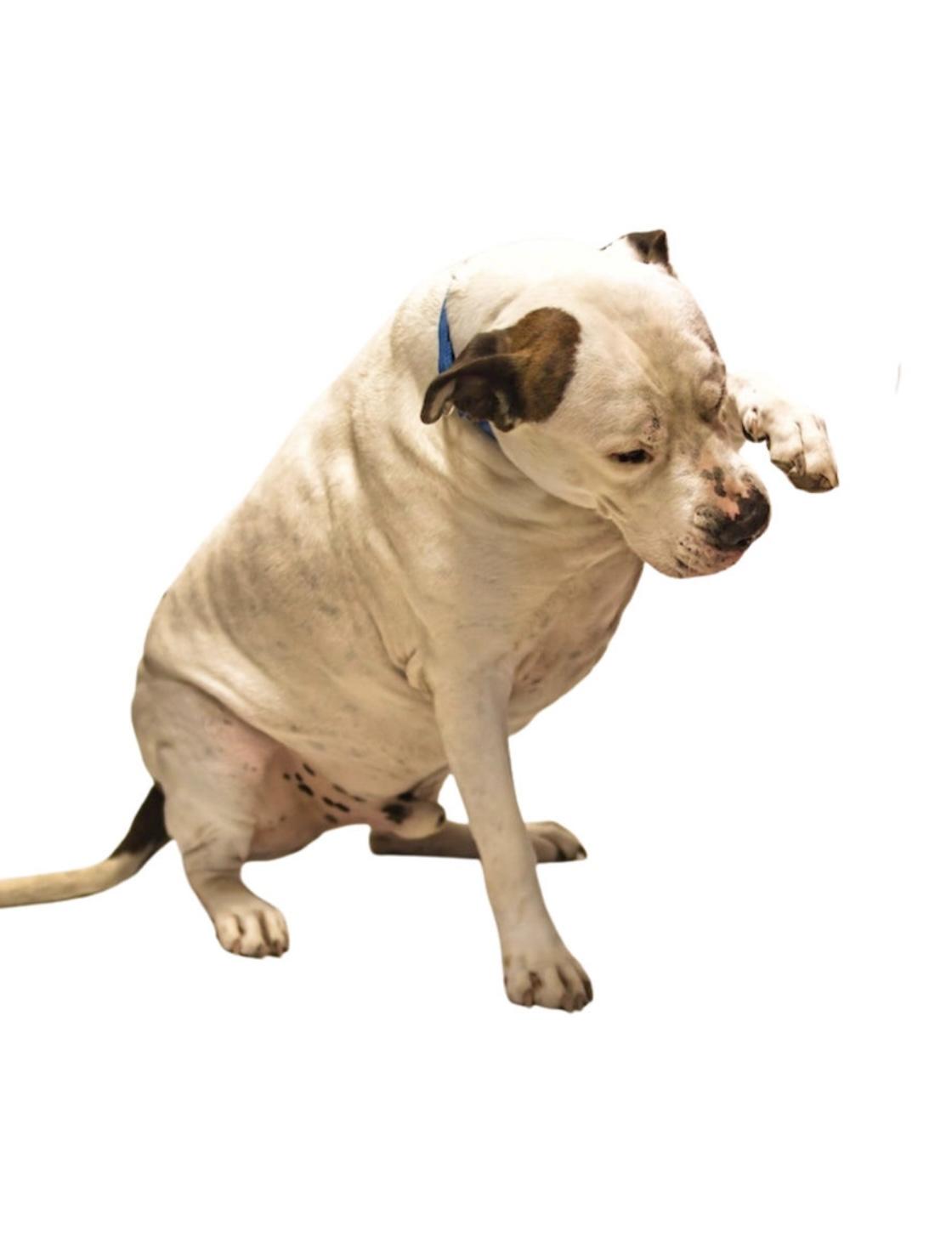 Spud, a Adoptable mixed breed in Grafton, WV image 6/6