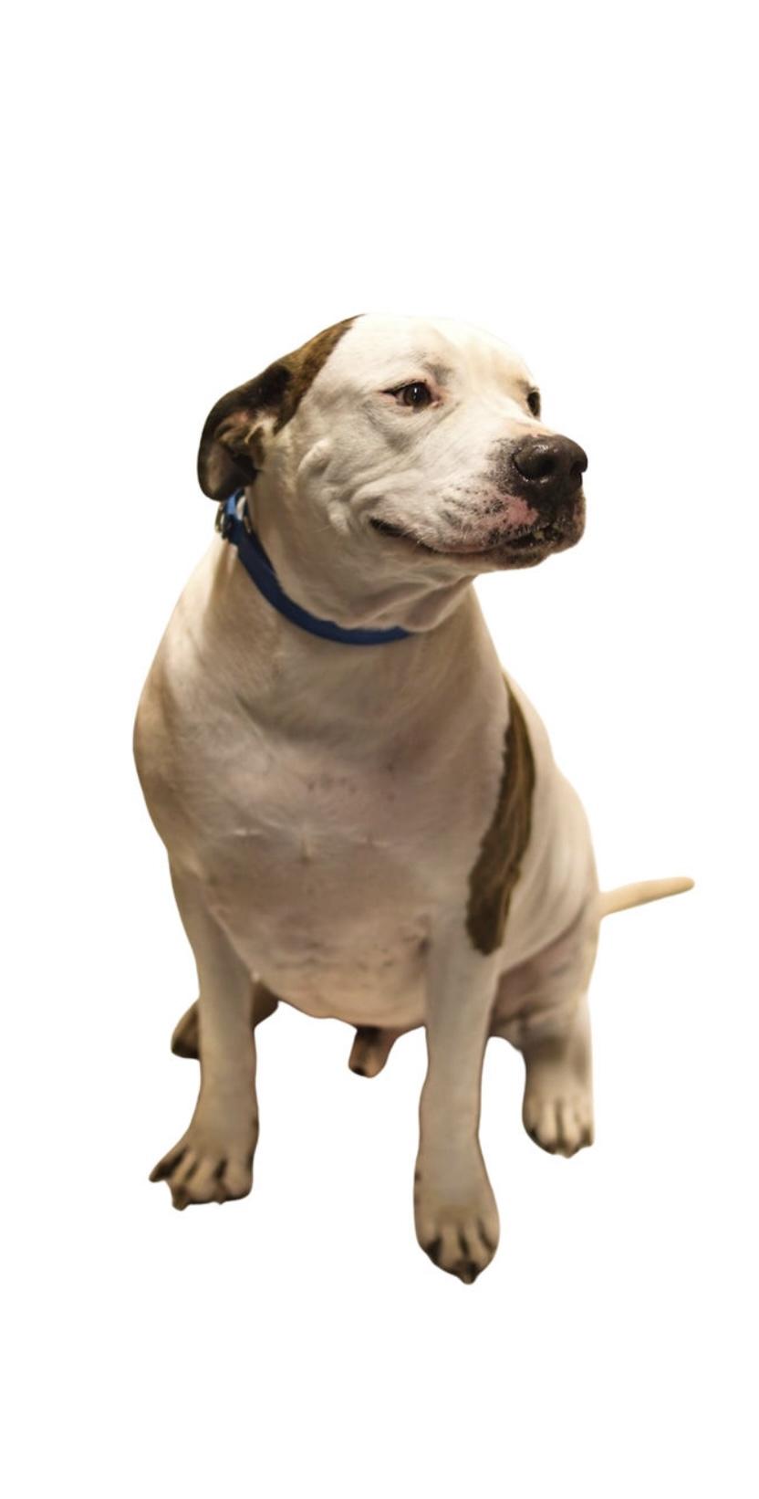 Spud, a Adoptable mixed breed in Grafton, WV image 3/6