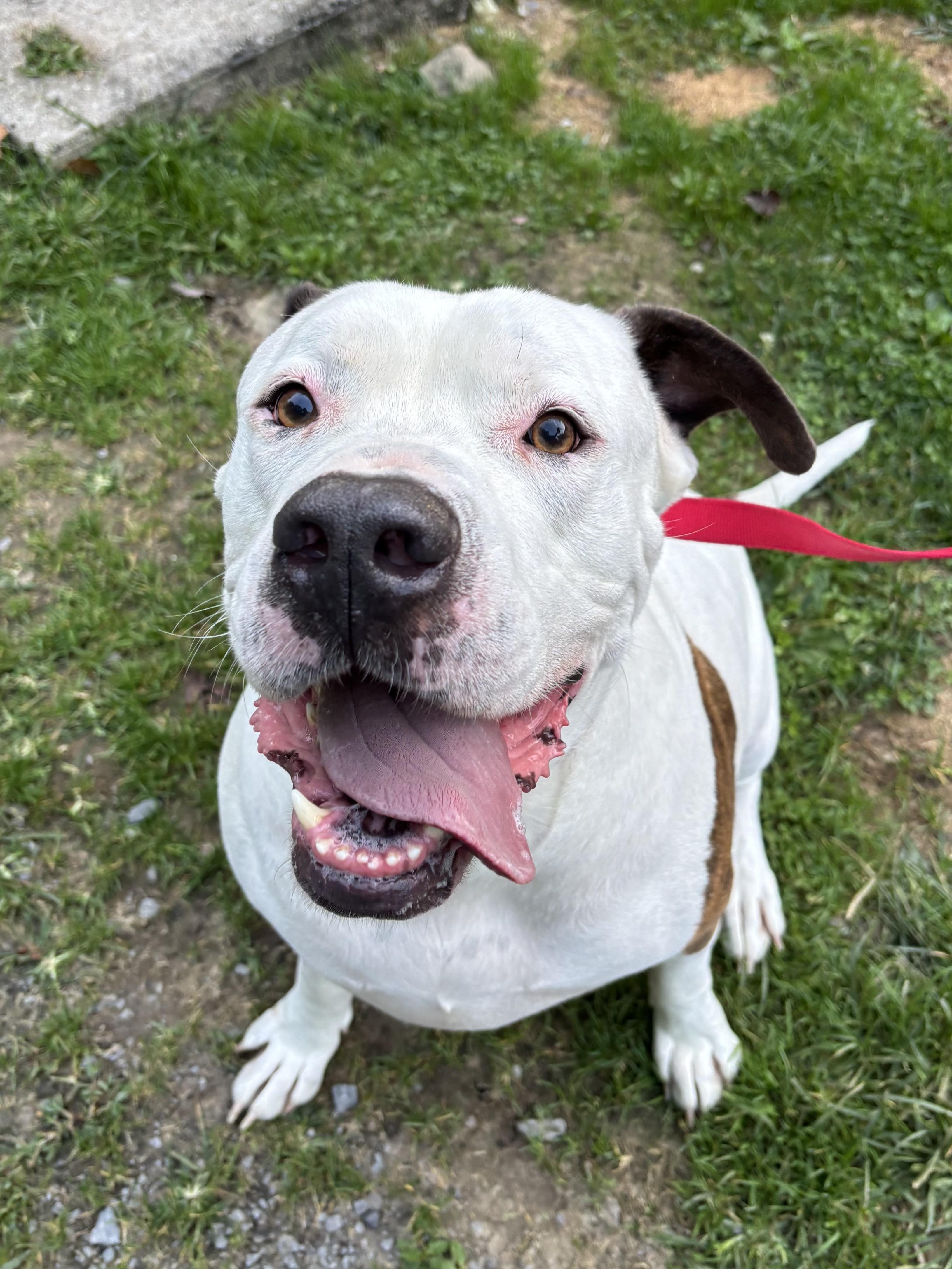 Spud, Adoptable, Adult Male Pit Bull Terrier & American Bulldog.