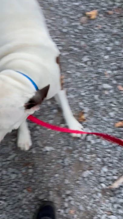 Enlarge Spud, a Adoptable mixed breed in Grafton, WV video 4/6