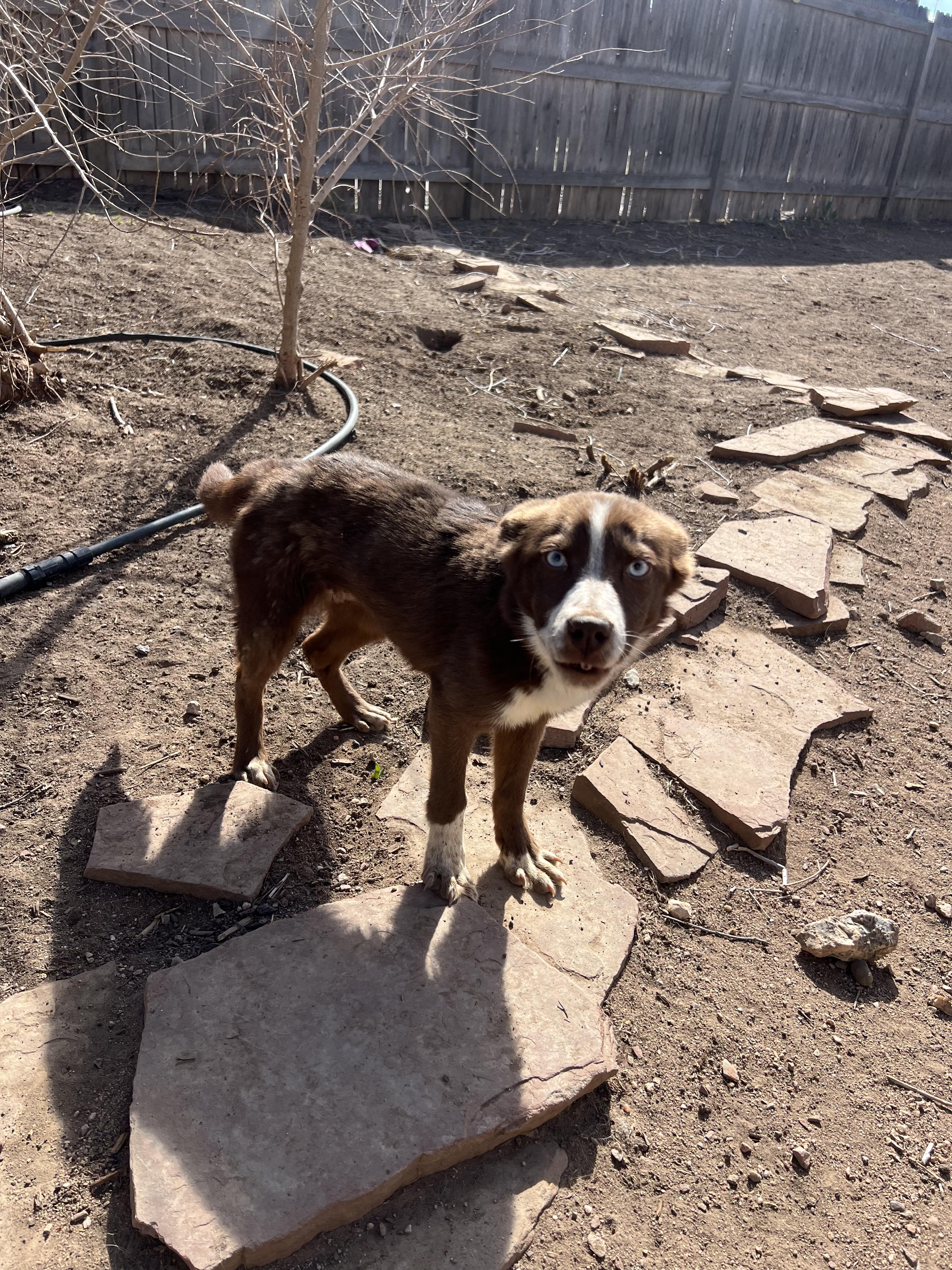 Enlarge Grace, an adopted mixed breed in Fort Collins, CO image 4/5