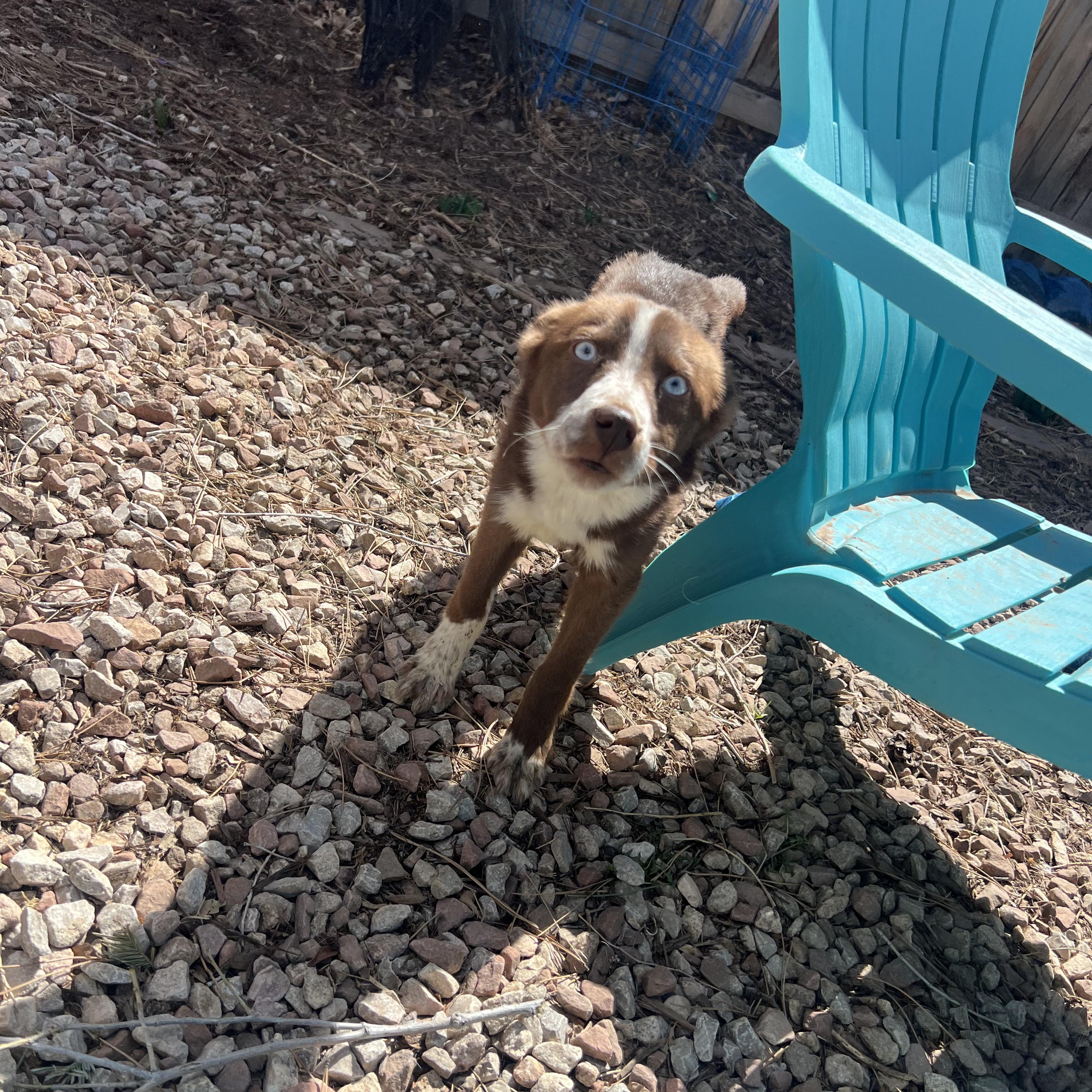 Enlarge Grace, an adopted mixed breed in Fort Collins, CO image 3/5