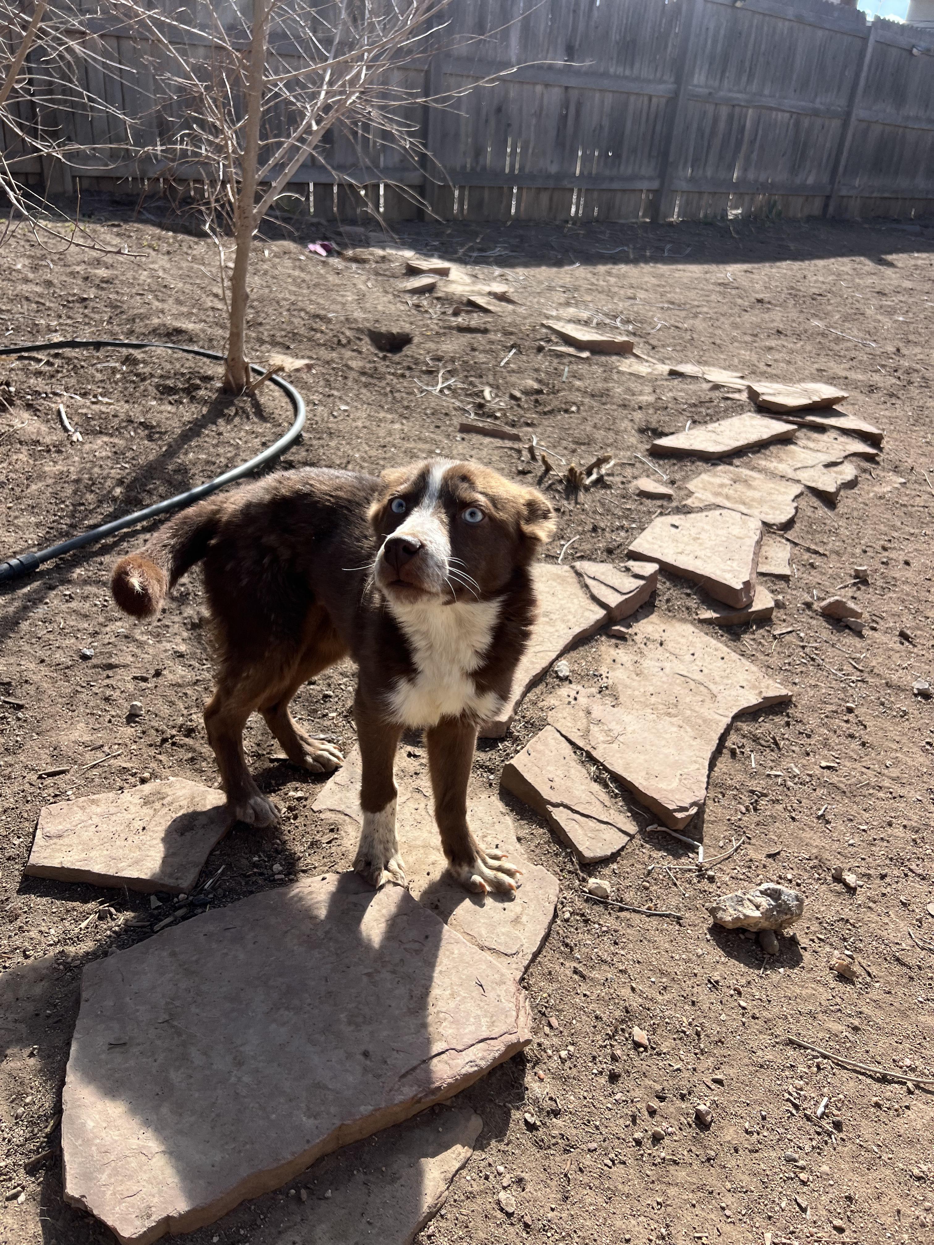 Enlarge Grace, an adopted mixed breed in Fort Collins, CO image 5/5