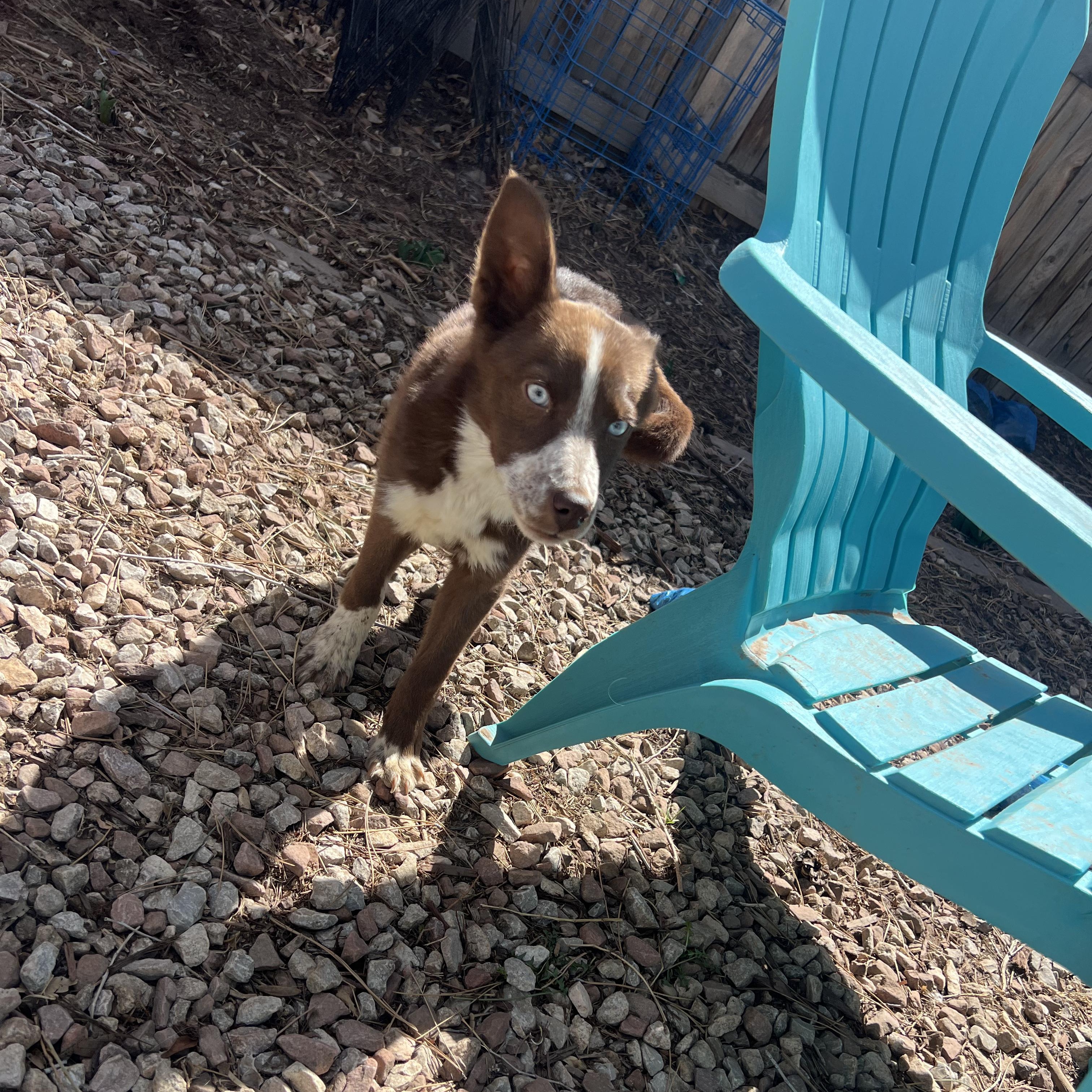 Enlarge Grace, an adopted mixed breed in Fort Collins, CO image 2/5