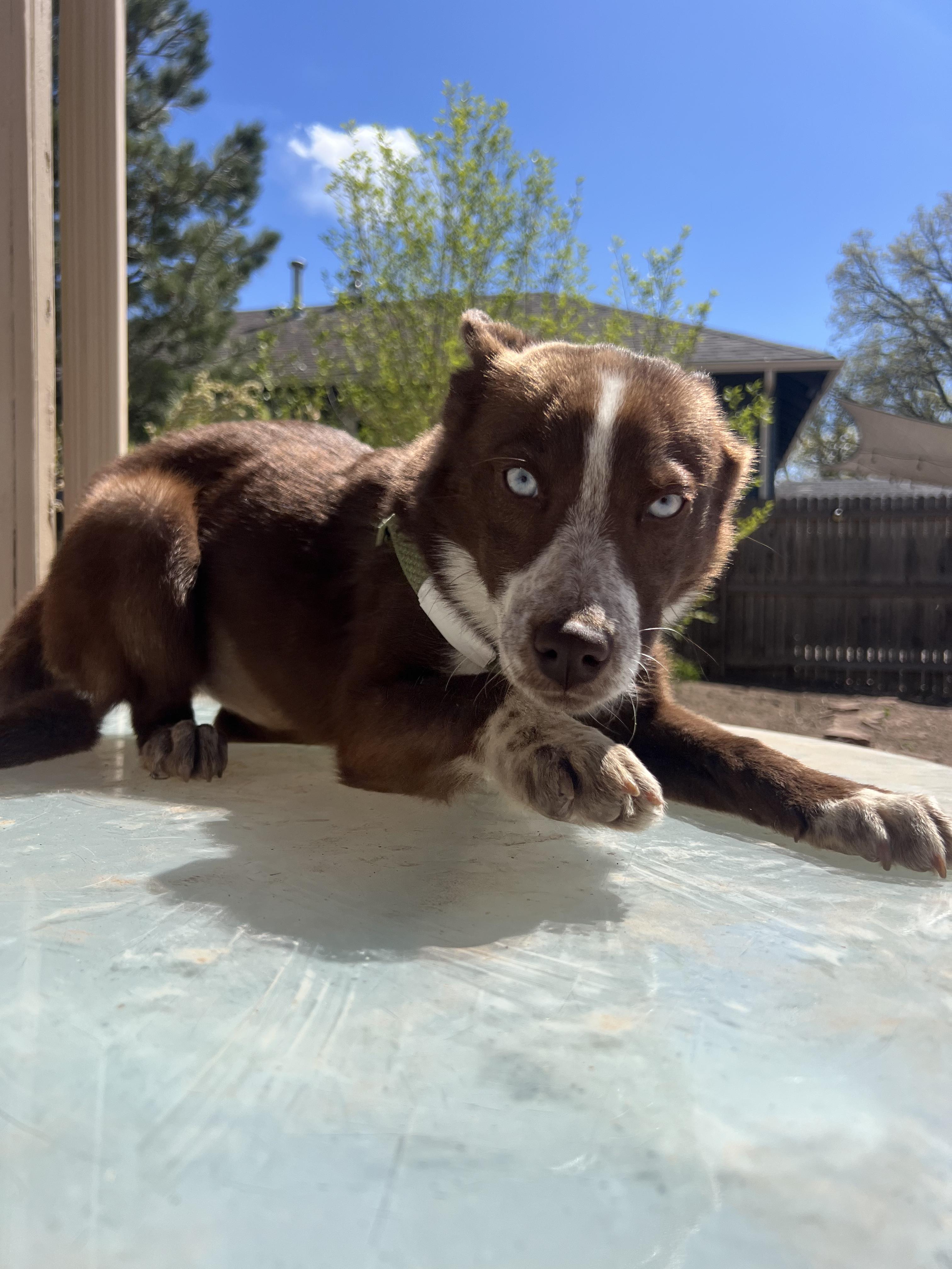 Enlarge Grace, an adoptable mixed breed in Fort Collins, CO image 1/6