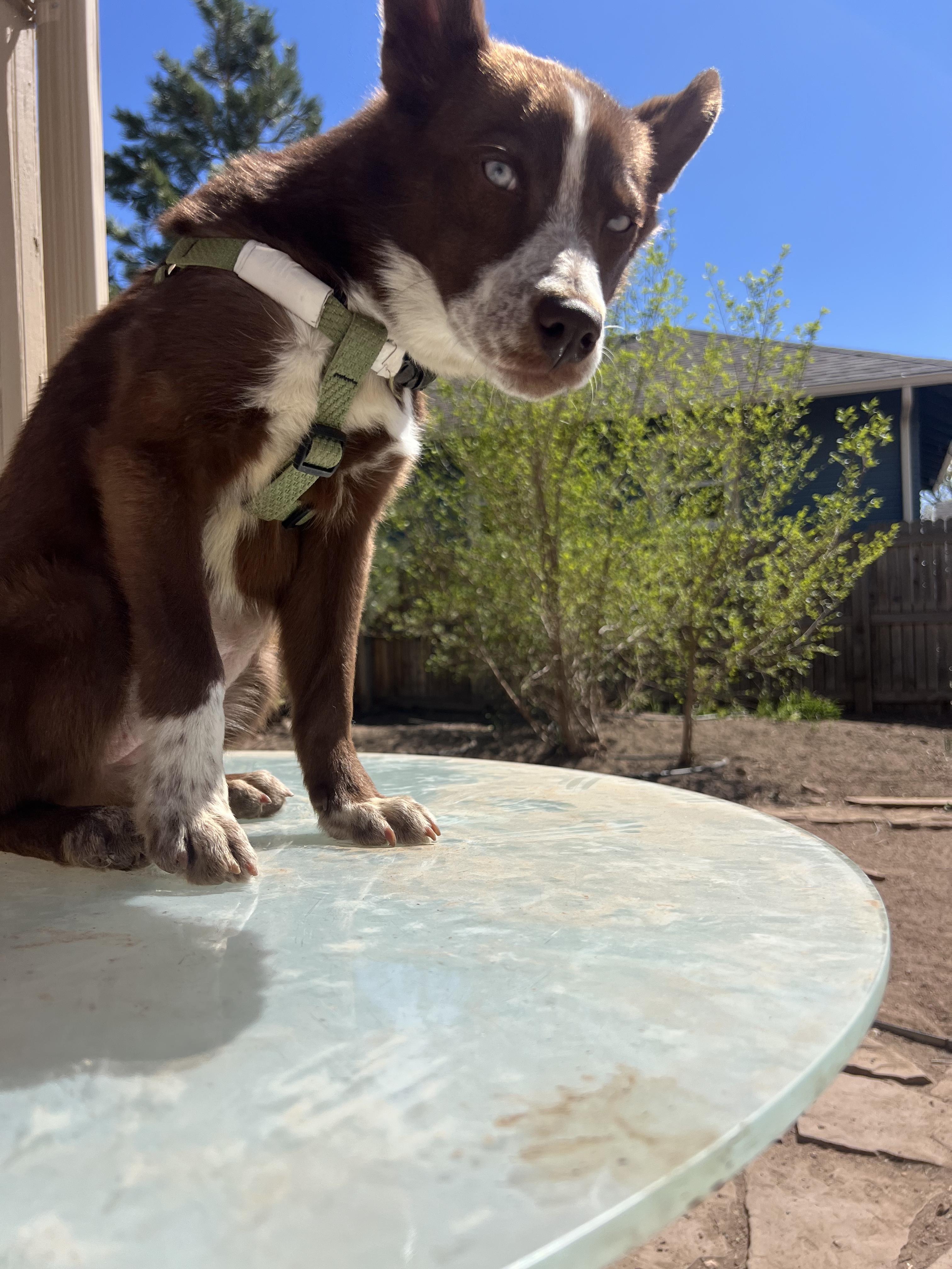 Enlarge Grace, an adoptable mixed breed in Fort Collins, CO image 6/6