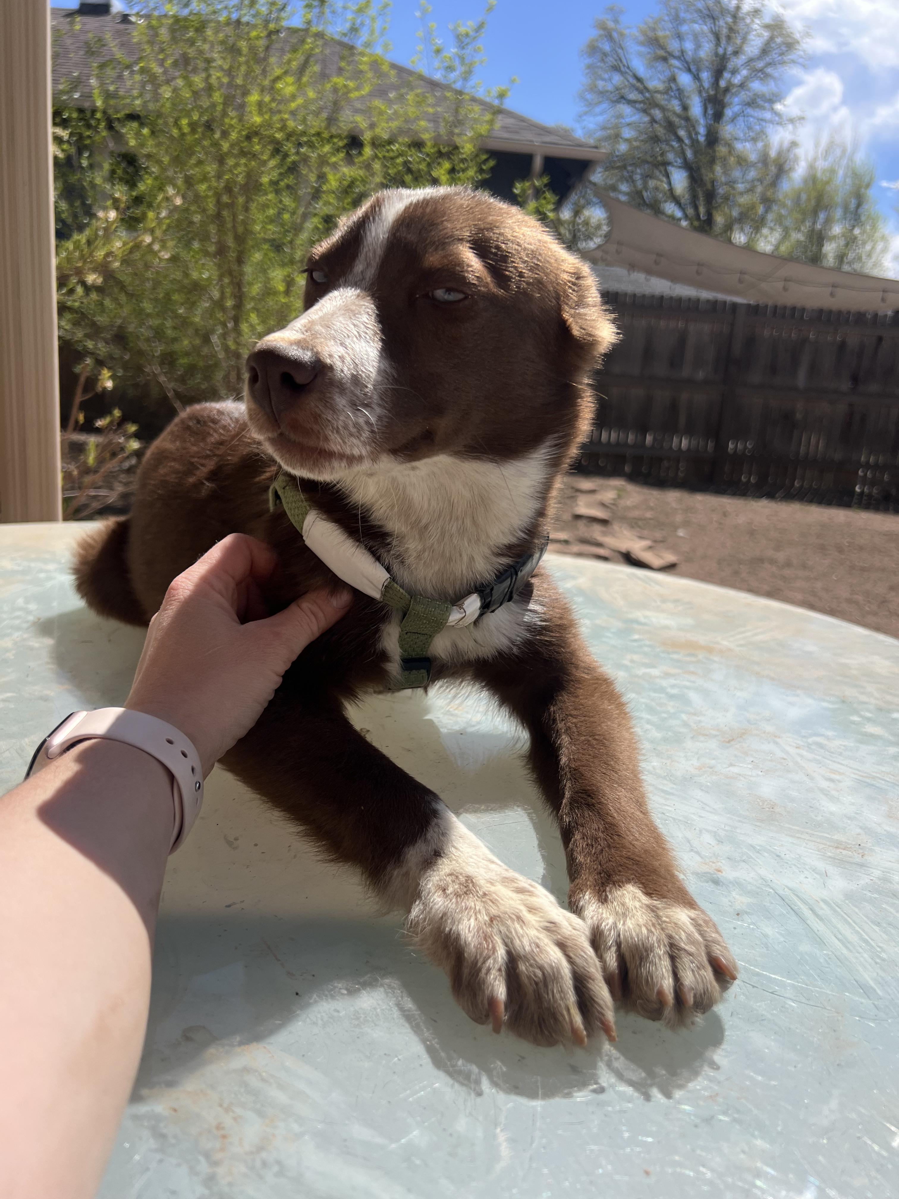 Enlarge Grace, an adoptable mixed breed in Fort Collins, CO image 5/6