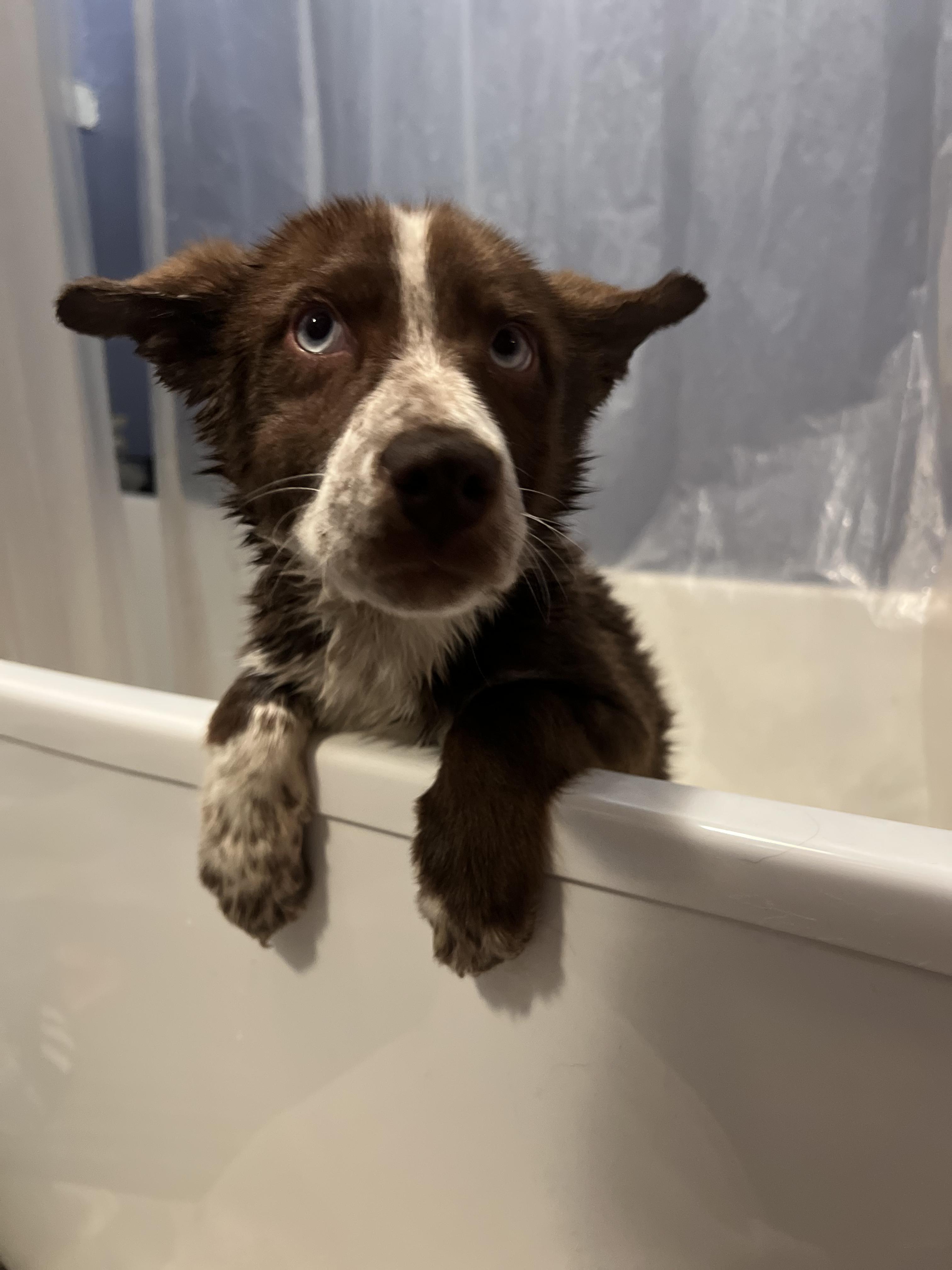 Enlarge Grace, an adopted mixed breed in Fort Collins, CO image 1/5