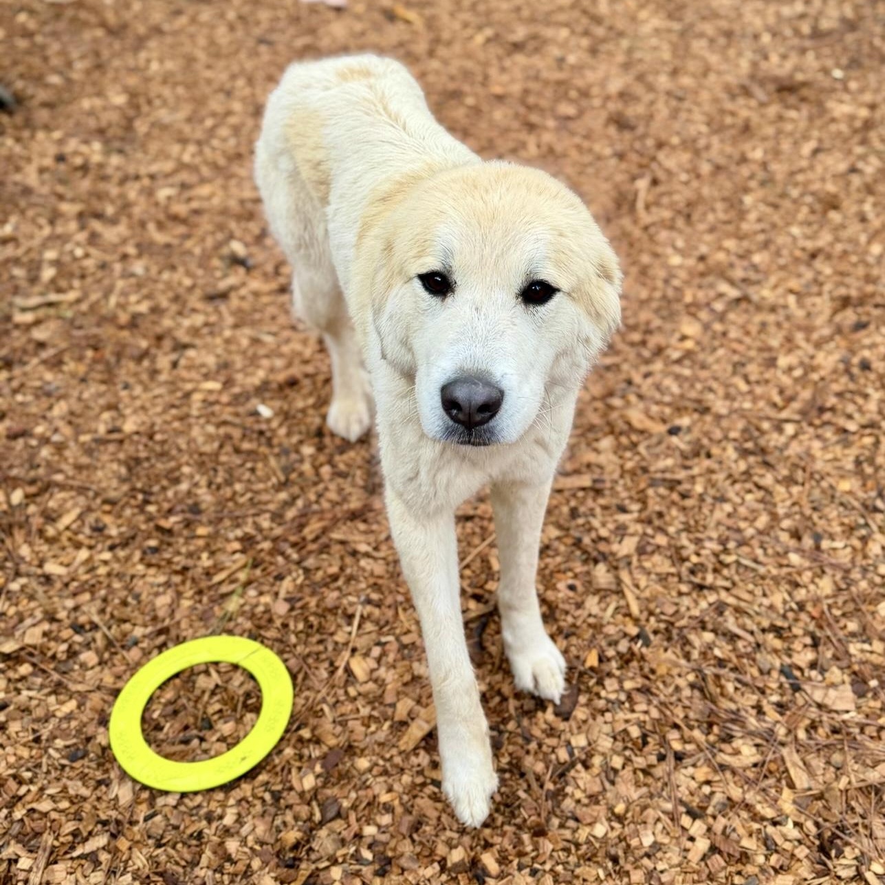 Enlarge Maeve- Gentle Soul, an adopted Great Pyrenees in Grass Valley, CA image 2/6
