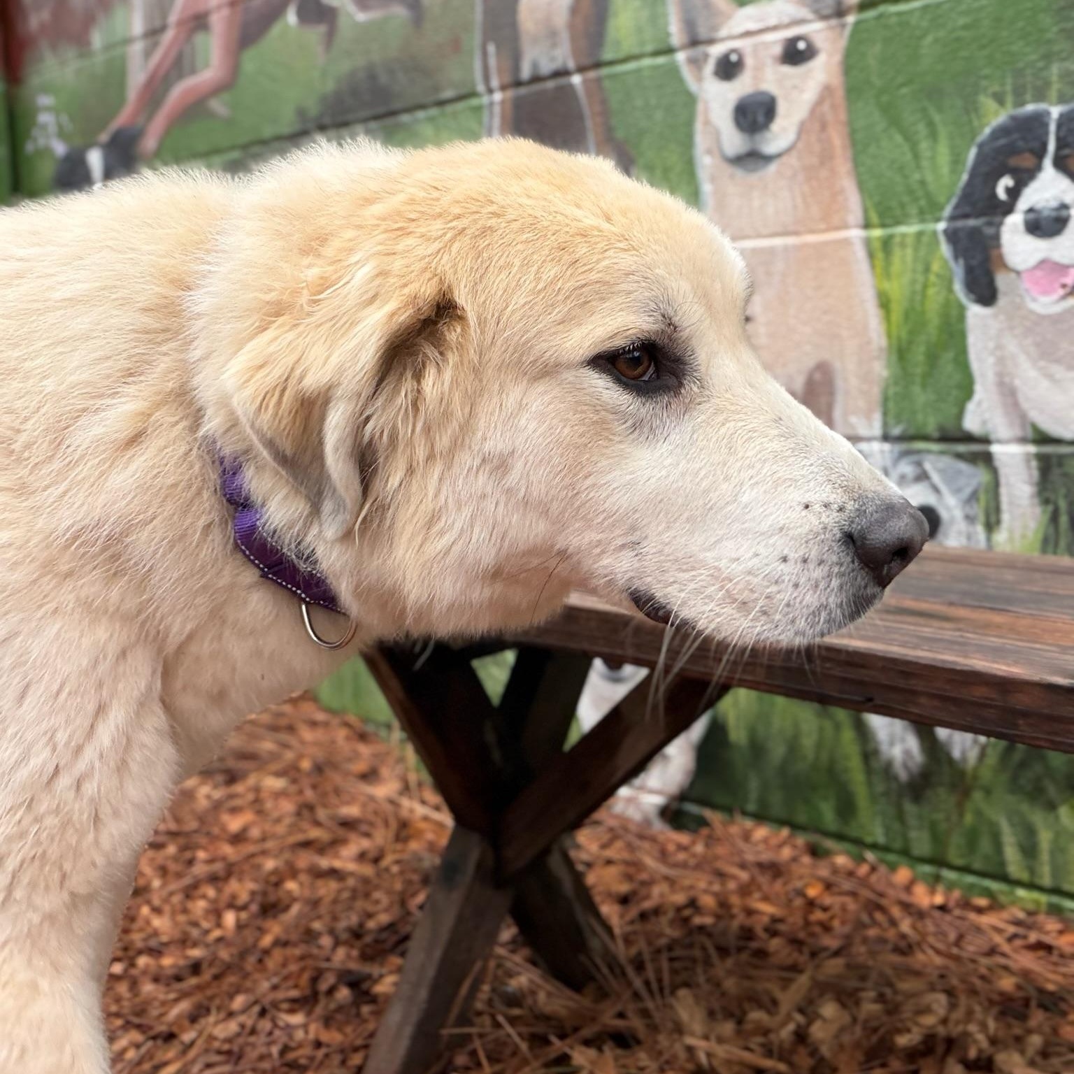 Enlarge Maeve- Gentle Soul, an adopted Great Pyrenees in Grass Valley, CA image 3/6