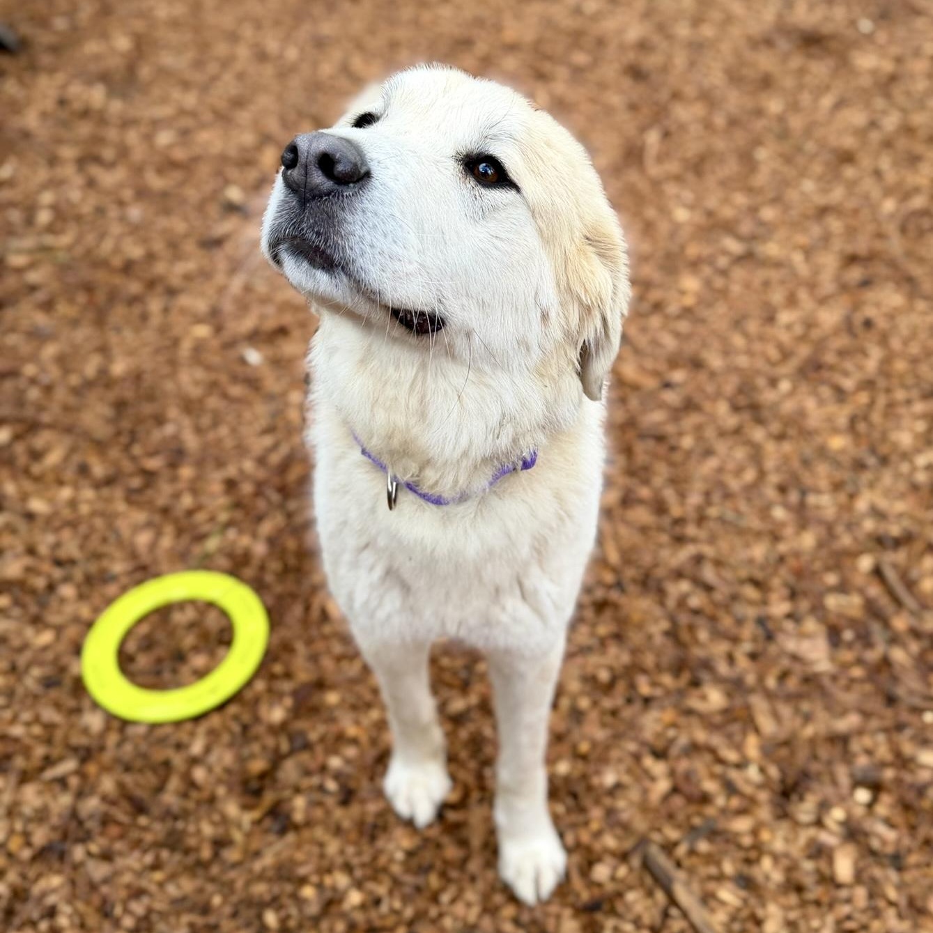 Enlarge Maeve- Gentle Soul, an adopted Great Pyrenees in Grass Valley, CA image 4/6
