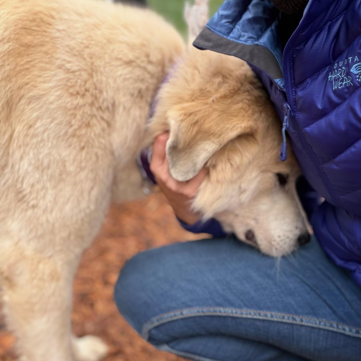 Enlarge Maeve- Gentle Soul, an adopted Great Pyrenees in Grass Valley, CA image 5/6