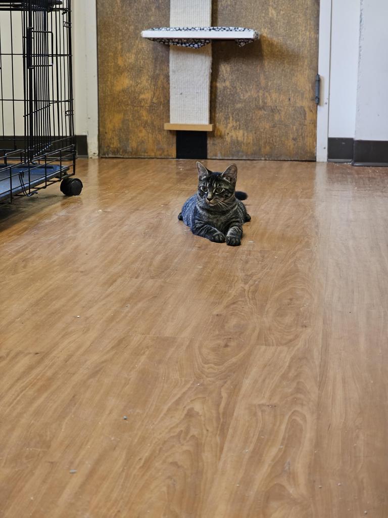 Caroline, Adoptable, Adult Female Domestic Short Hair.