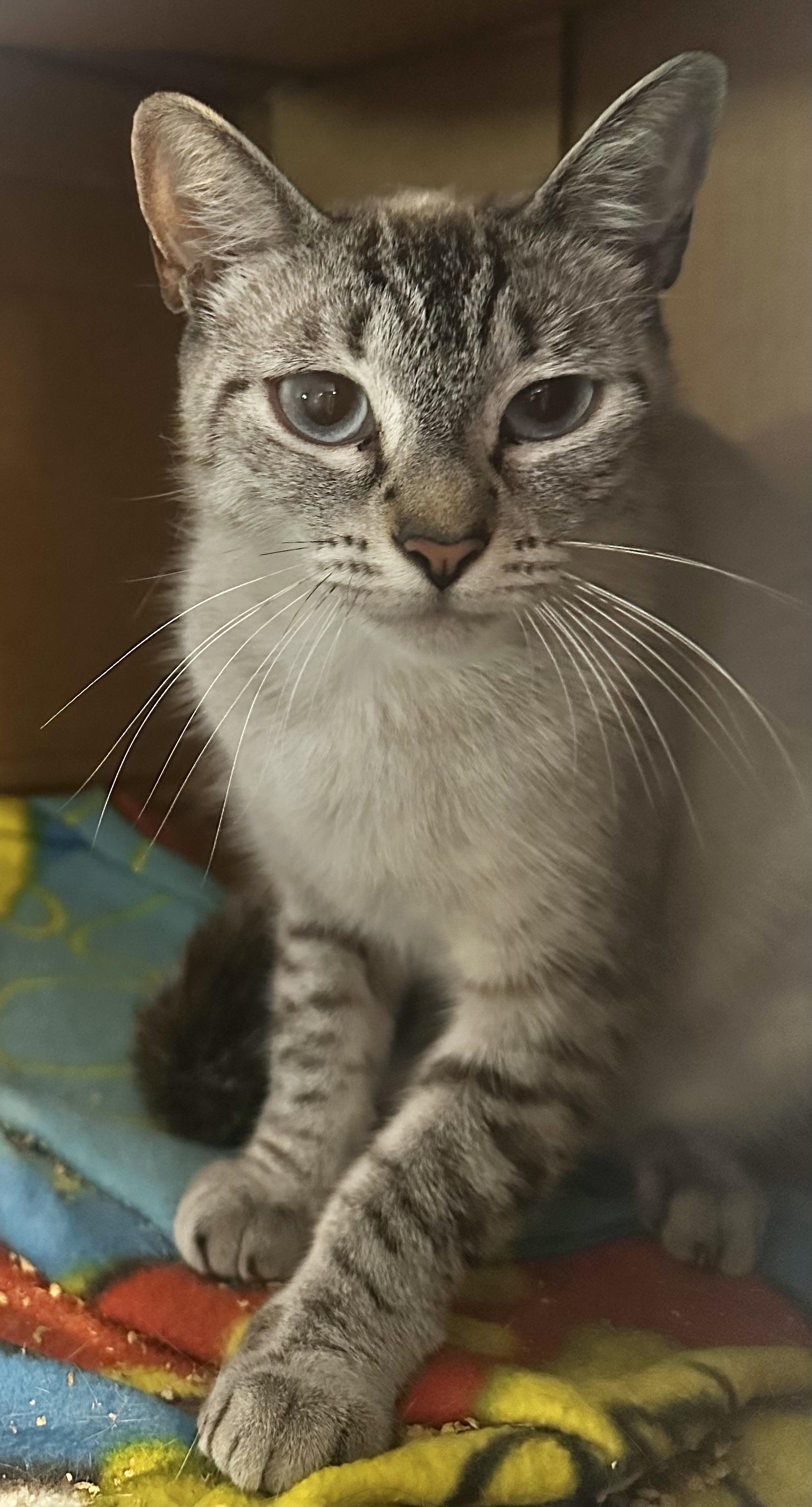 Contessa, an adopted mixed breed in Lake Worth, FL image 2/2