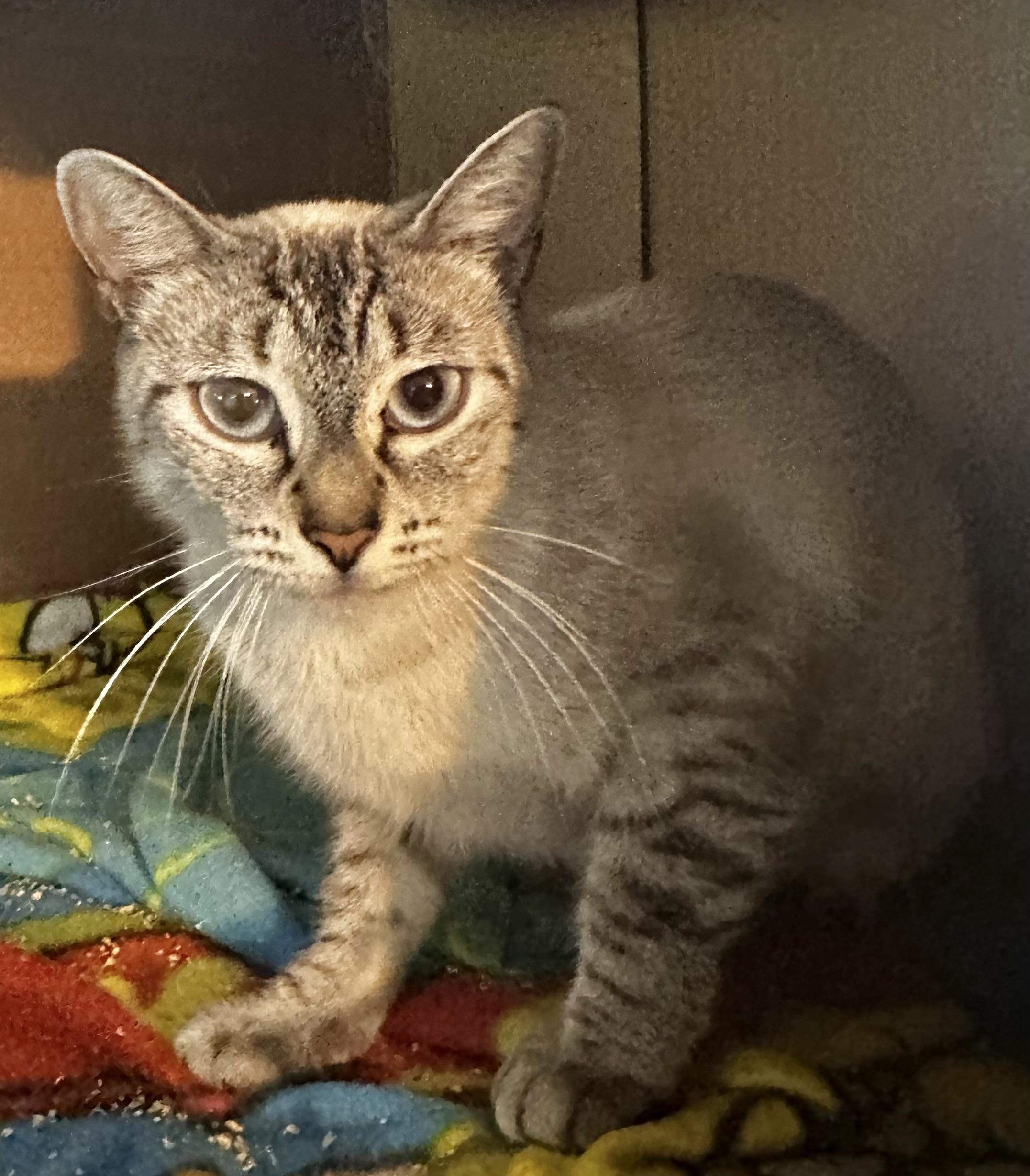 Contessa, an adopted mixed breed in Lake Worth, FL image 1/2