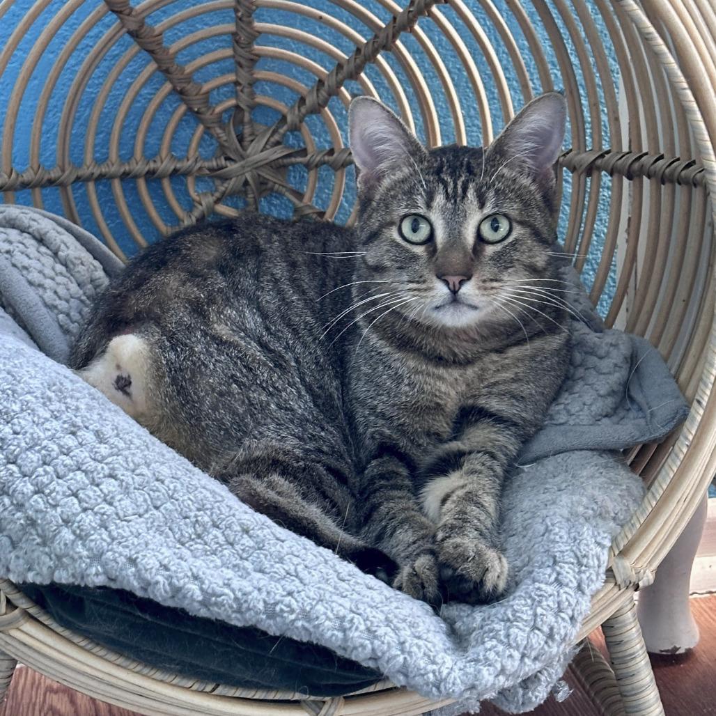 Smitten, Adoptable, Young Male Domestic Short Hair.