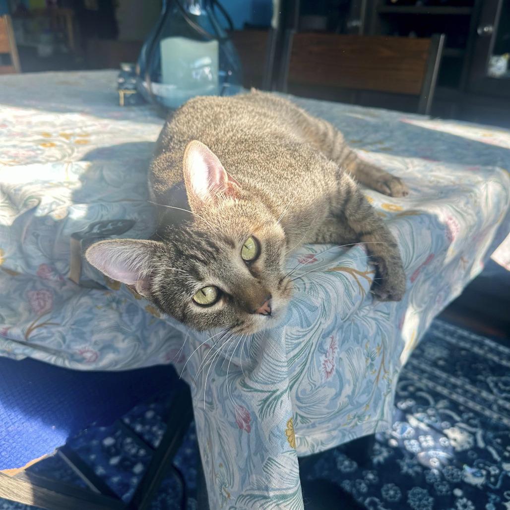 Smitten, a Adoptable Domestic Short Hair in Palmdale, CA image 2/4