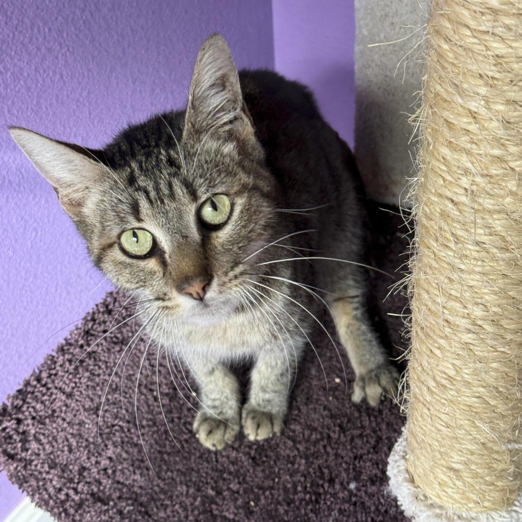 Smitten 2025, Adoptable, Young Male Domestic Short Hair.