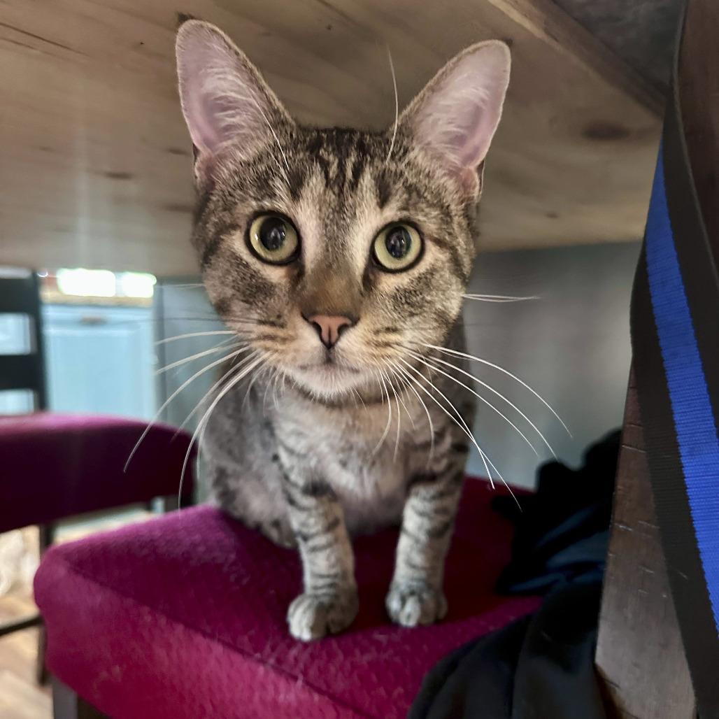 Smitten, a Adoptable Domestic Short Hair in Palmdale, CA image 4/4