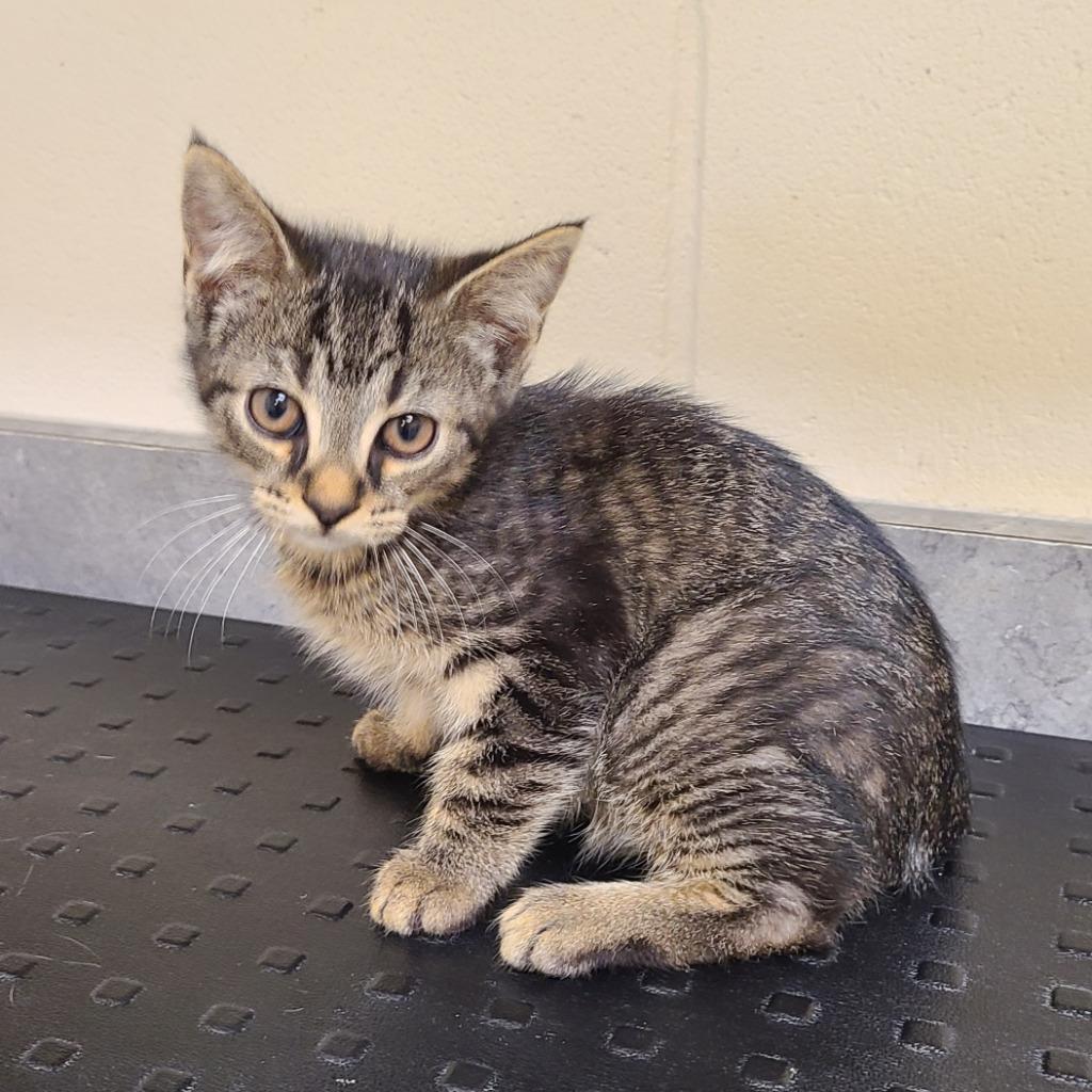 Percival, Adoptable, Kitten Male Domestic Medium Hair.