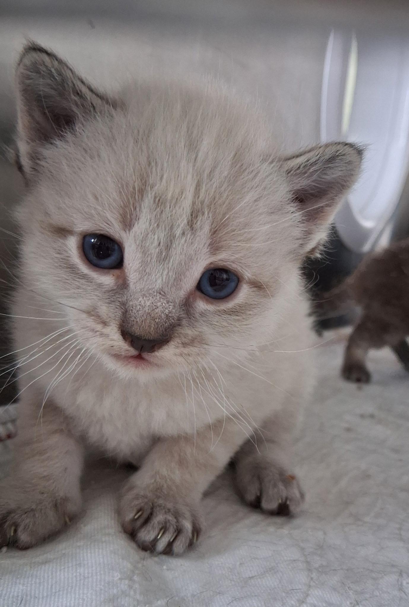 Pearl, ADOPTABLE, Young Female Domestic Short Hair & Siamese.